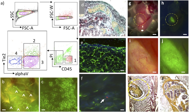 Clonal precursor of bone, cartilage, and hematopoietic niche stromal cells